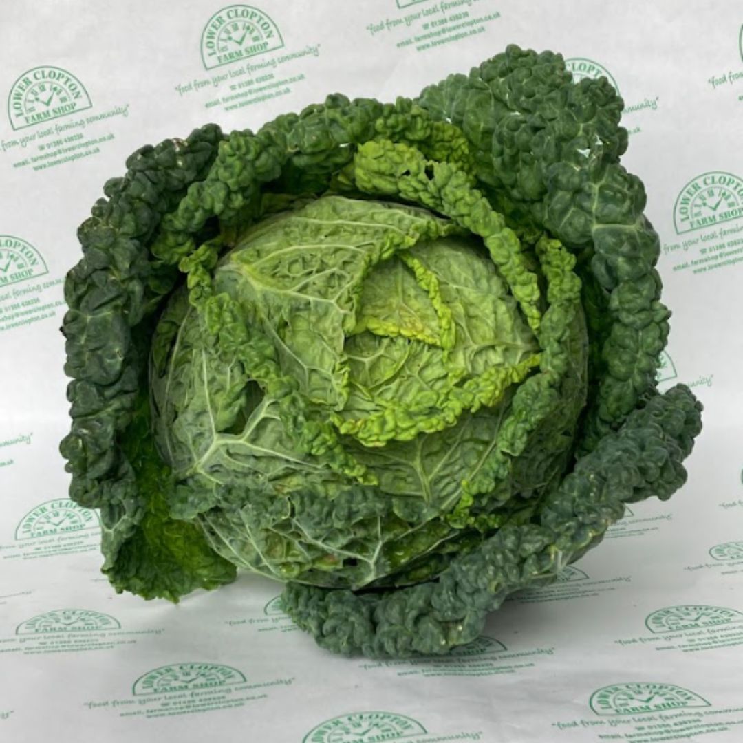 Savoy Cabbage