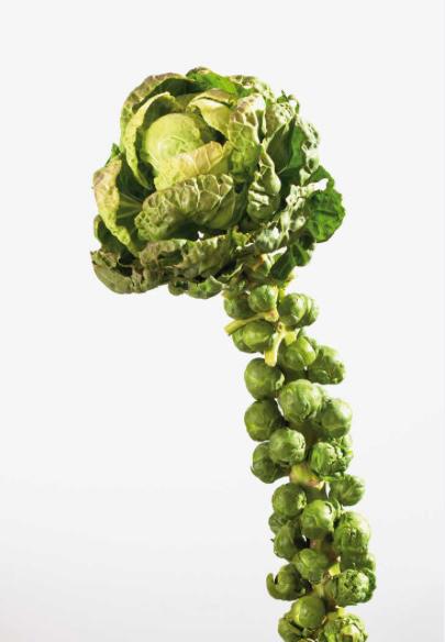 Brussel Sprout Stem