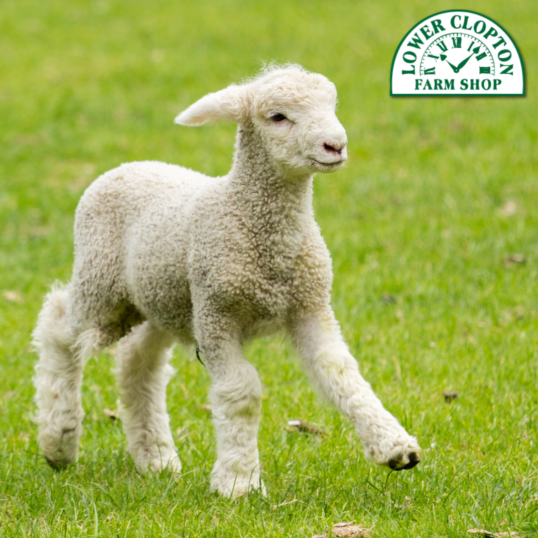 Lambing Event - Friday 20th February