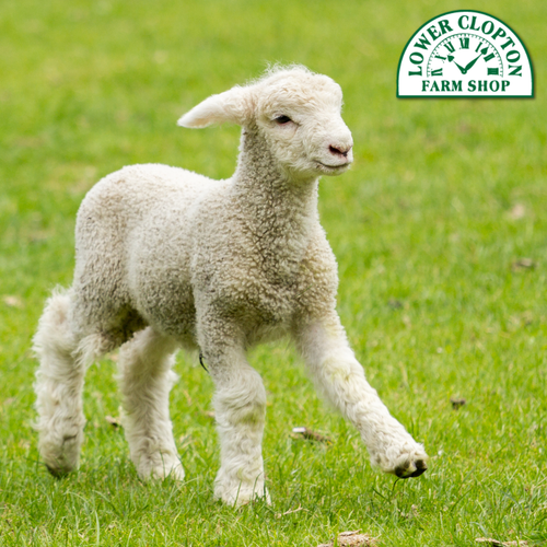 Lambing Event - Friday 20th February