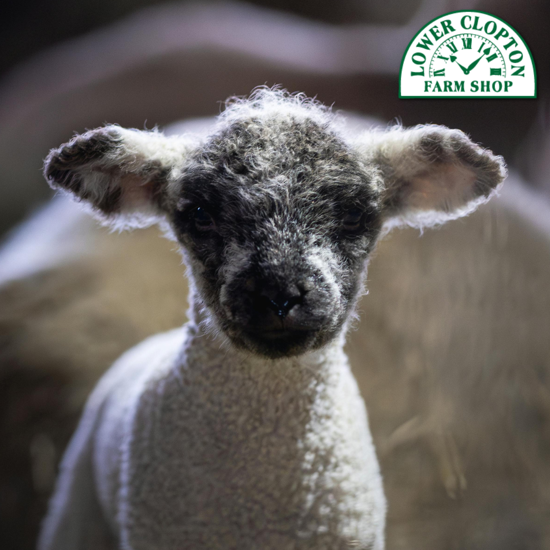 Lambing Event - Saturday 21st February