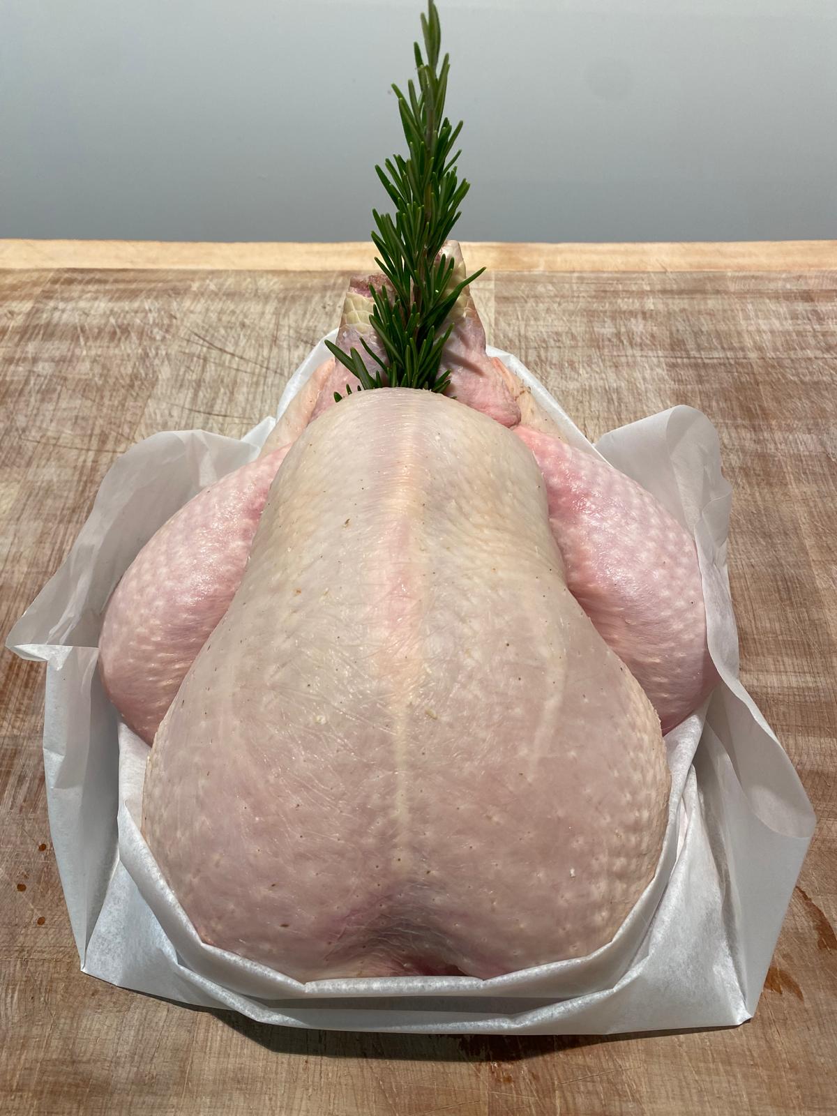 Cockerel